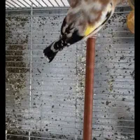 سهره قناری|پرنده|الیگودرز, |دیوار