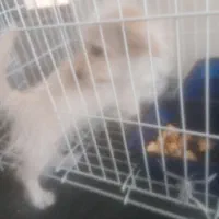 سگ تریر|سگ|شیراز, شهرک ترکان|دیوار