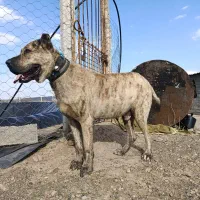 سگ نر|سگ|مشهد, مقصود آباد|دیوار