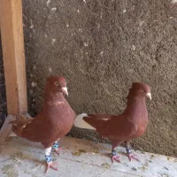 کبوتر دمسفید.دمبی