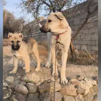 واگذاری سگ عراقی|سگ|اسکو, |دیوار