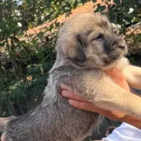 توله سگ پژدر اصیل