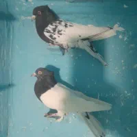 نر ماده سر سیاه|پرنده|پاریز, |دیوار