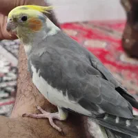 عروس هلندی