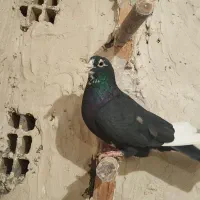 پلنگ سیاه|پرنده|زاهدان, |دیوار