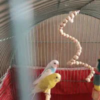 مرغ عشق|پرنده|پردیس, فاز ۸|دیوار