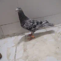 هفترنگ سیاه نر