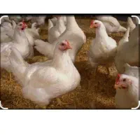 مغازه-ارا-مرغ-فروشی-اجاره-مکم
