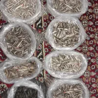 تخمه بذری مادری درشت وتخمه ریز طوطی سانان|خوردنی و آشامیدنی|قدس, شهرقدس|دیوار