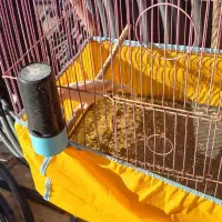 شهرستان حمیدیه|پرنده|حمیدیه, |دیوار