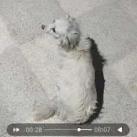 ملک شمالی این سگ گم شده