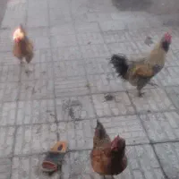 فروش مرغ خانگی