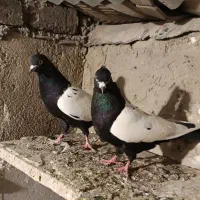 کبوتر نرومادع