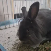 خرگوش مینی لوپ ترکیش