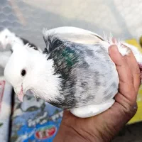 طوقی سرور|پرنده|قم, شهرک مهدیه (مدرس)|دیوار