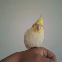 عروس هلندی جوجه