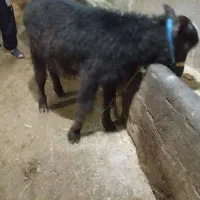گوساله گاومیش ماده