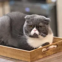 واگذاری گربه اسکاتیش فولد نر بلو|گربه|کرج, میدان میوه و تره بار مرکزی|دیوار