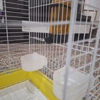 قفس پرنده نو با وسایل|لوازم جانبی حیوانات|جیرفت, |دیوار
