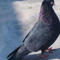 کبوتر زاغ آبادانی اصل