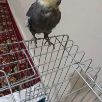 ۴تا عروس هلندی