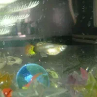 ماهی‌گوپی|ماهی|قوچان, |دیوار