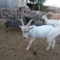 نر بز سانن|حیوانات مزرعه|سبزوار, رباط|دیوار