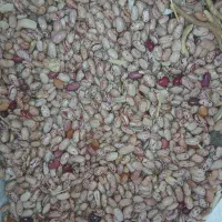 لوبیا چیتی