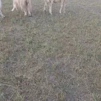 قوچ بره میش پلنگی بز|حیوانات مزرعه|تربتحیدریه, اندیشه|دیوار