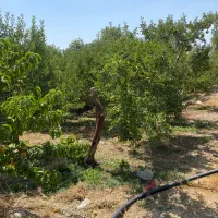 ۱۹۰ متر زمین باغ آب+برق+گاز سندتکبرگ بدون واسطه|فروش زمین و ملک کلنگی|دماوند, دماوند|دیوار