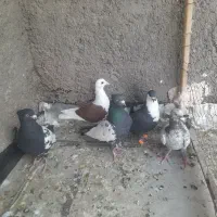 کفتر یا کبوتر|پرنده|تربت‌حیدریه, منظر|دیوار