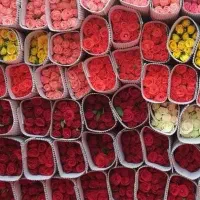 گلخانه گل رز تک و عمده|گل و گیاه طبیعی|شیراز, ملاصدرا|دیوار