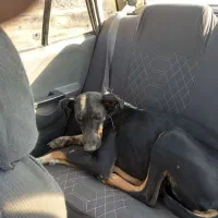 سگ دوبرمن ۸ ماه واگذا ر|سگ|مشهد, فدک|دیوار