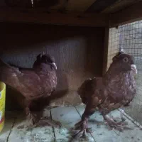 کبوتر راعبی