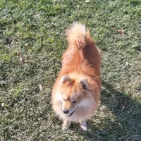 سگ پامر و خراسانی|سگ|پاکدشت, پاکدشت (مامازند)|دیوار