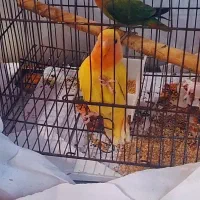 طوطی برزیلی دستی سبزه نیمه دستی زرده دستی کامل