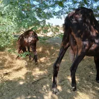 بز پاکستانی|حیوانات مزرعه|اهواز, علی آباد|دیوار