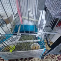 جوجه هلندی دوکت|پرنده|مشهد, توس (بلوار توس)|دیوار