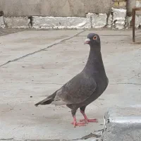 ** کبوتر کفتر مشکی ماده پشت سار نر **