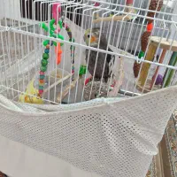 ۲تا عروس هلندی هستند با وسایل بازی ولانه|پرنده|پرند, فاز ۵|دیوار