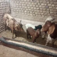 بز.|حیوانات مزرعه|سبزوار, ابارش|دیوار