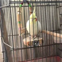 عروس هلندی نر|پرنده|کوهدشت, |دیوار