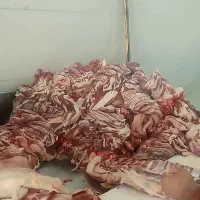 قلوه گاه گوسفندی بیخص درجه یک