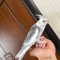 عروس هلندی ۲جفت دوکت آلبینو