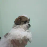 توله شیتزوتریر(فول کیفیت)