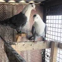 کربلایی سبز نروماده و زاغ دم سفید