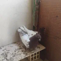 جفت کفتر کله سرخ|پرنده|کنارک, |دیوار