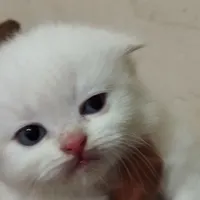 واگذاری گربه پرشین