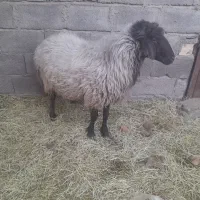 بره نر