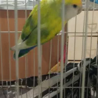 فروش کوتوله برزیلی|پرنده|شیراز, فضل‌آباد|دیوار